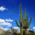 Tucson Graduates Top Job Hunting Tips